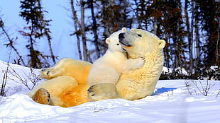 two polar bears HD wallpaper